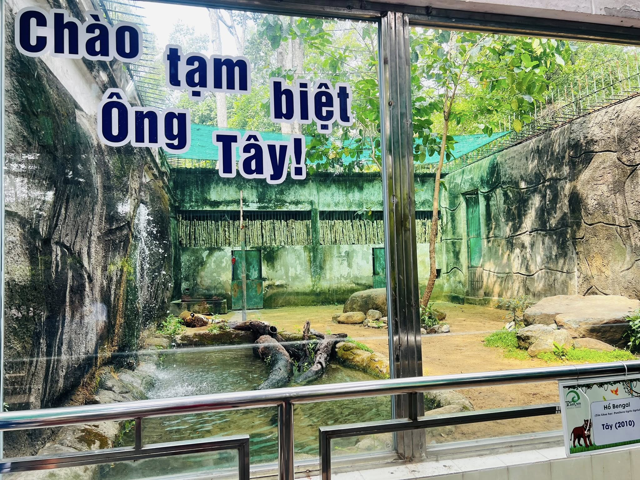 Hổ Tây: Từ "da bọc xương" đến biểu tượng kiên cường tại Thảo Cầm Viên Sài Gòn - 1