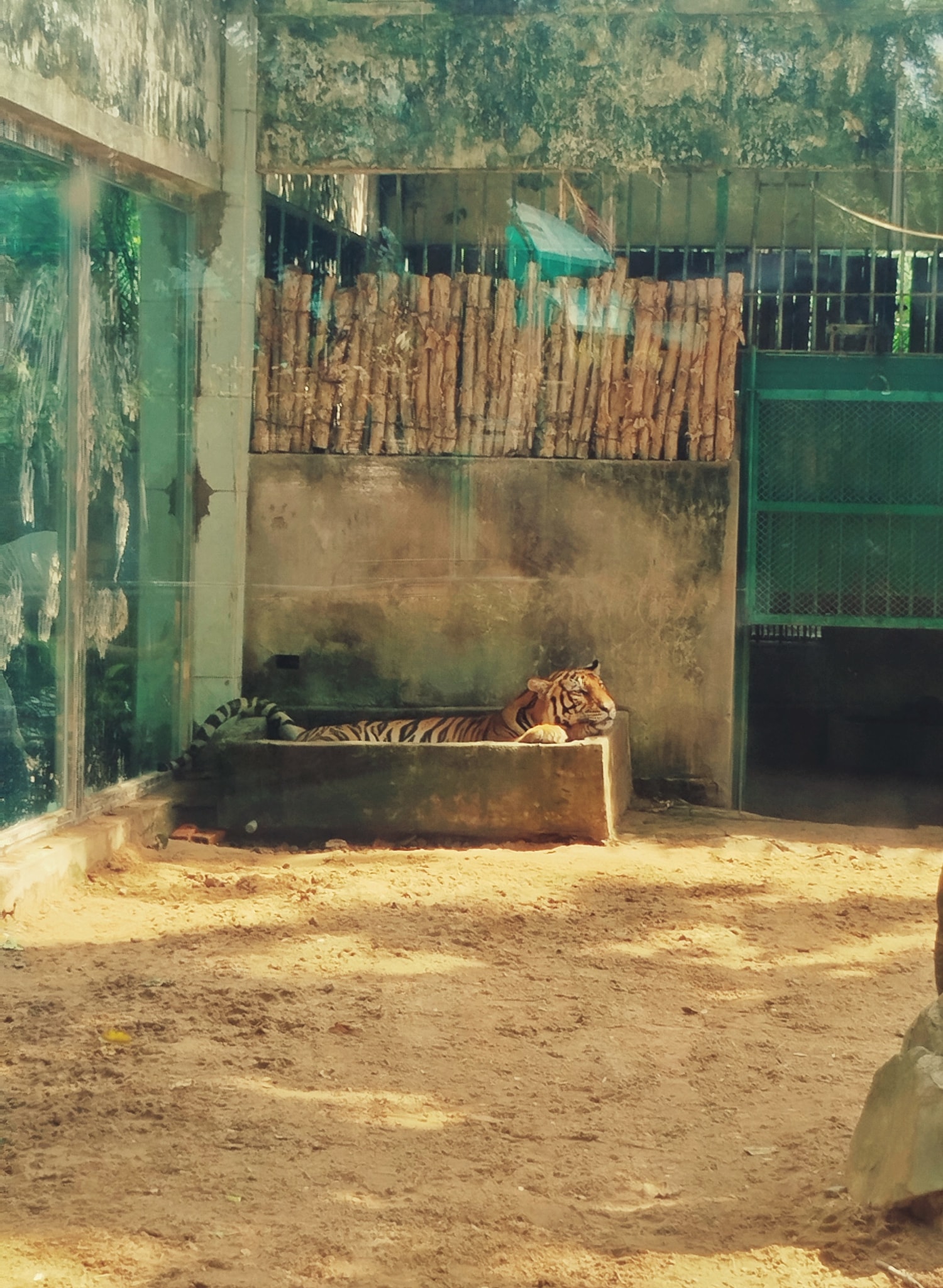 Hổ Tây: Từ "da bọc xương" đến biểu tượng kiên cường tại Thảo Cầm Viên Sài Gòn - 3