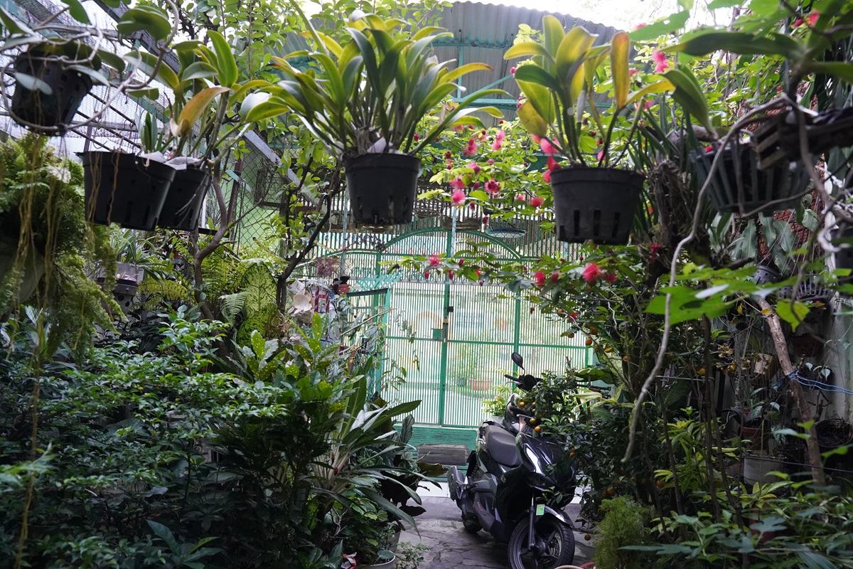 khu vuon giua pho: noi 2 vo chong giu lai mua xanh cua doi minh - 7
