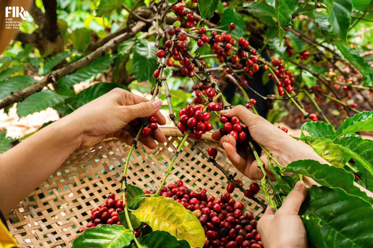 CEO Firo: Cà phê Robusta Việt Nam hoàn toàn có thể là một biểu tượng về chất lượng - 4