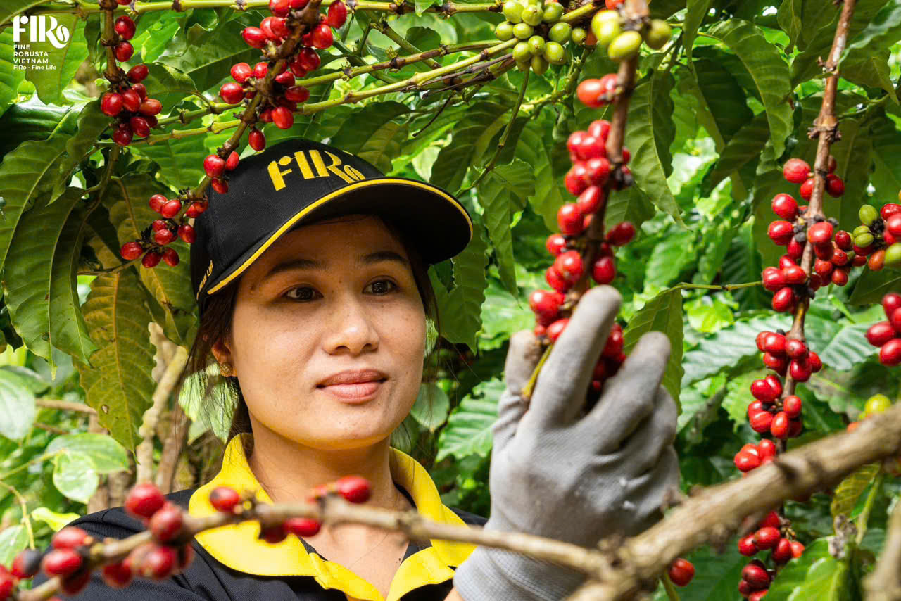 CEO Firo: Cà phê Robusta Việt Nam hoàn toàn có thể là một biểu tượng về chất lượng - 5