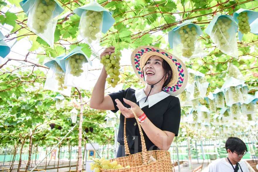 Lễ hội Trái cây Nam Bộ 2025: Nâng tầm nông sản Việt thu hút du khách Hè - 3