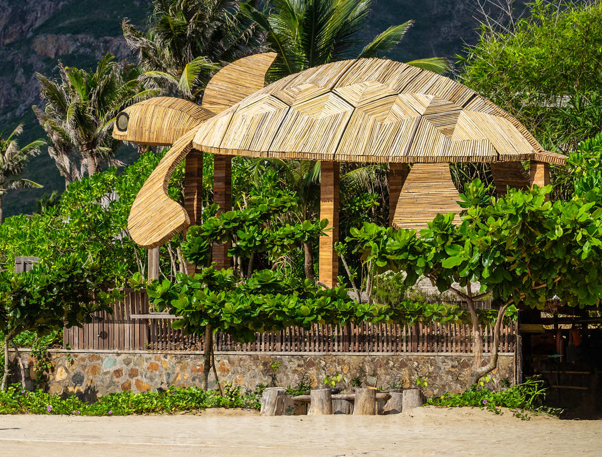 Côn Đảo bền bỉ trong việc bảo tồn loài rùa biển quý - 3