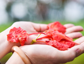  - Độc đáo món gỏi hoa phượng mênh mang nỗi nhớ miền quê ngoại