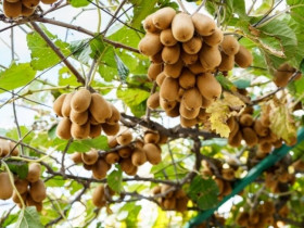  - Thực phẩm chất lượng cao của châu Âu đẩy mạnh tiếp cận người tiêu dùng Việt