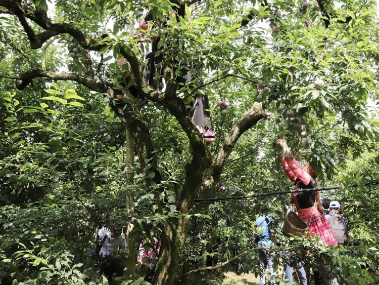 Tham gia ‘Ngày hội hái quả’ độc đáo ở thung lũng mận Nà Ka