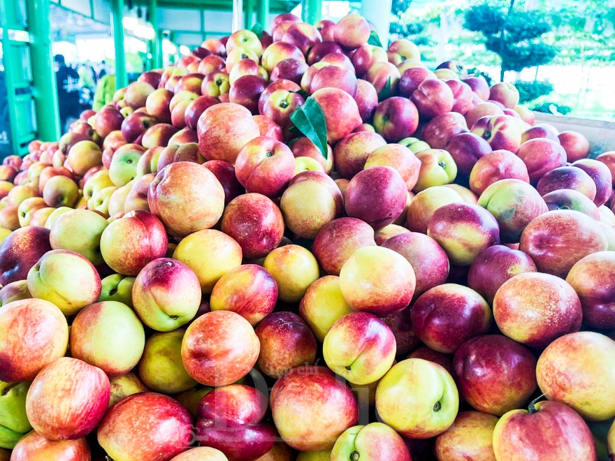 Gần 3 vạn du khách trong ngày đầu khai mạc Lễ hội trái cây Nam bộ - 10