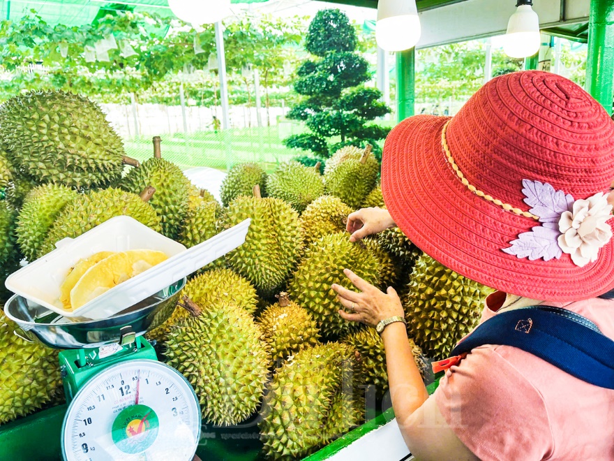 Gần 3 vạn du khách trong ngày đầu khai mạc Lễ hội trái cây Nam bộ - 5