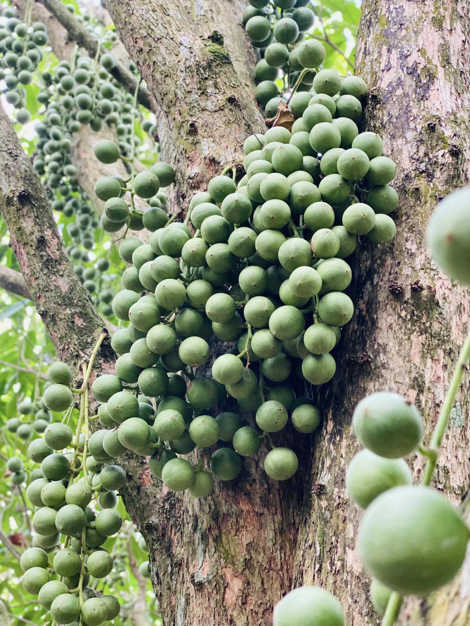 Cồn Sơn vào mùa, đi ăn trái cây, xem ếch, cá lóc nhảy vòng - 6