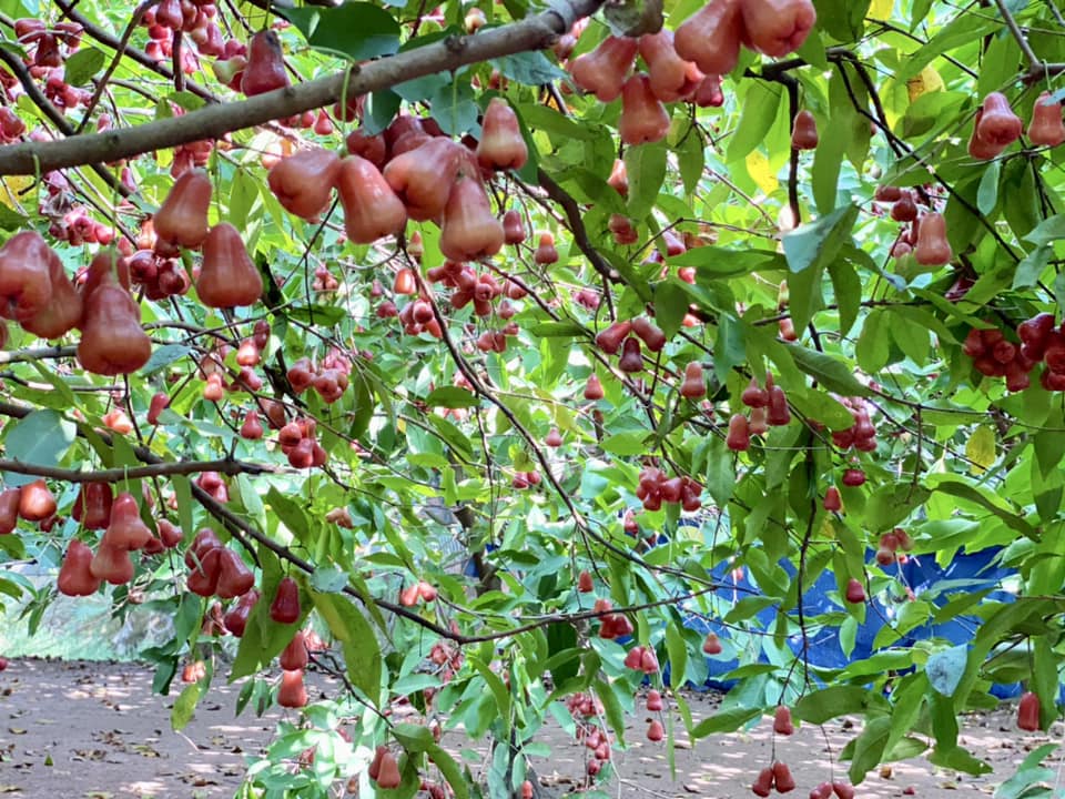 Cồn Sơn vào mùa, đi ăn trái cây, xem ếch, cá lóc nhảy vòng - 8