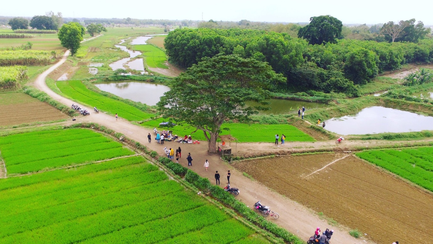 Về Huế, thăm lại "cây cô đơn": Nỗi nhớ hóa hoài niệm - 1