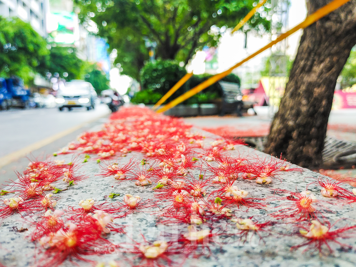 Sắc Lộc Vừng thắm đỏ: Bản du ca hoài niệm của thời gian và ký ức - 10