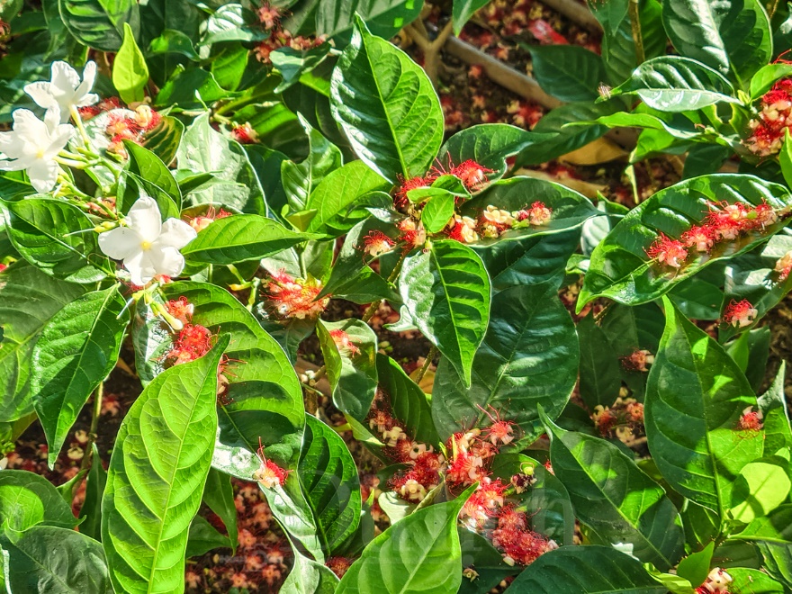 Sắc Lộc Vừng thắm đỏ: Bản du ca hoài niệm của thời gian và ký ức - 5