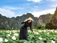 Mùa sen nở rộ dưới núi đá vôi hùng vĩ Ninh Bình