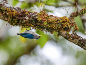  - Vietnam BirdRace 2025: Những cánh chim kết nối thế giới từ Bidoup – Núi Bà