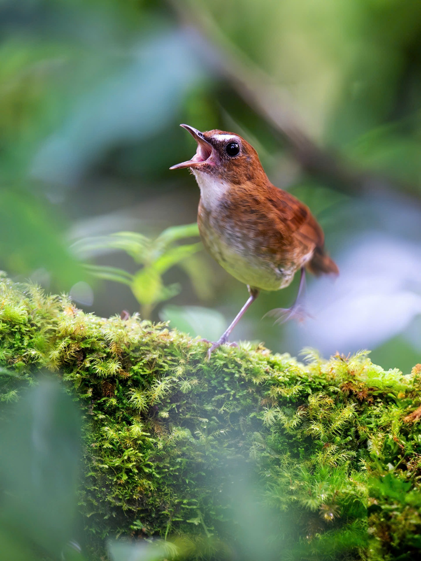 Vietnam BirdRace 2025: Những cánh chim kết nối thế giới từ Bidoup – Núi Bà - 1