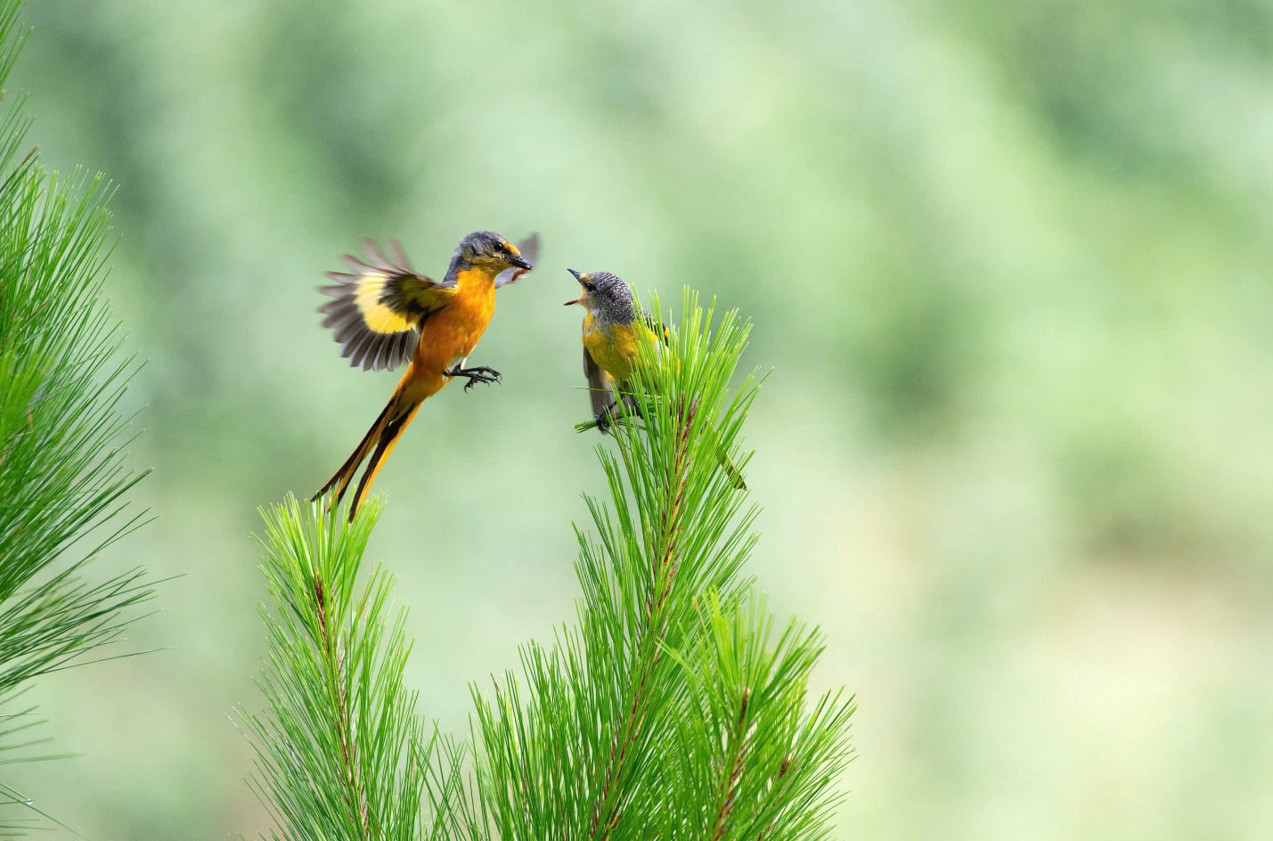 Vietnam BirdRace 2025: Những cánh chim kết nối thế giới từ Bidoup – Núi Bà - 2