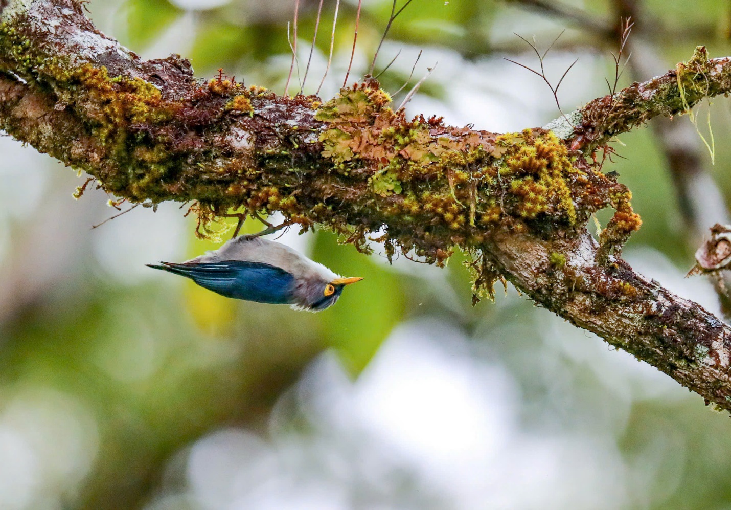 Vietnam BirdRace 2025: Những cánh chim kết nối thế giới từ Bidoup – Núi Bà - 4