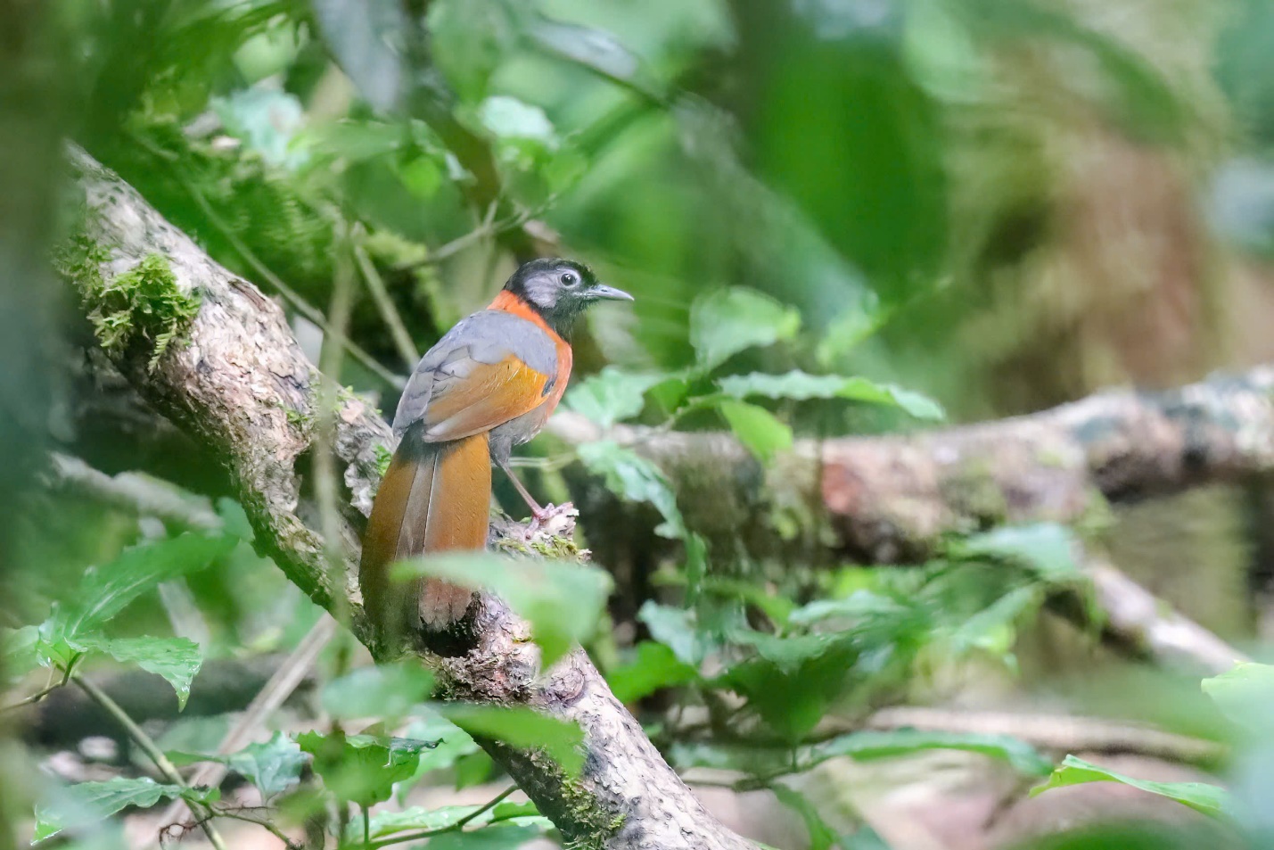 Vietnam BirdRace 2025: Những cánh chim kết nối thế giới từ Bidoup – Núi Bà - 5