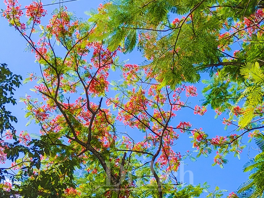 Cánh đồng bưng – ký ức chúng tôi không quên và sẽ không bao giờ quên - 5