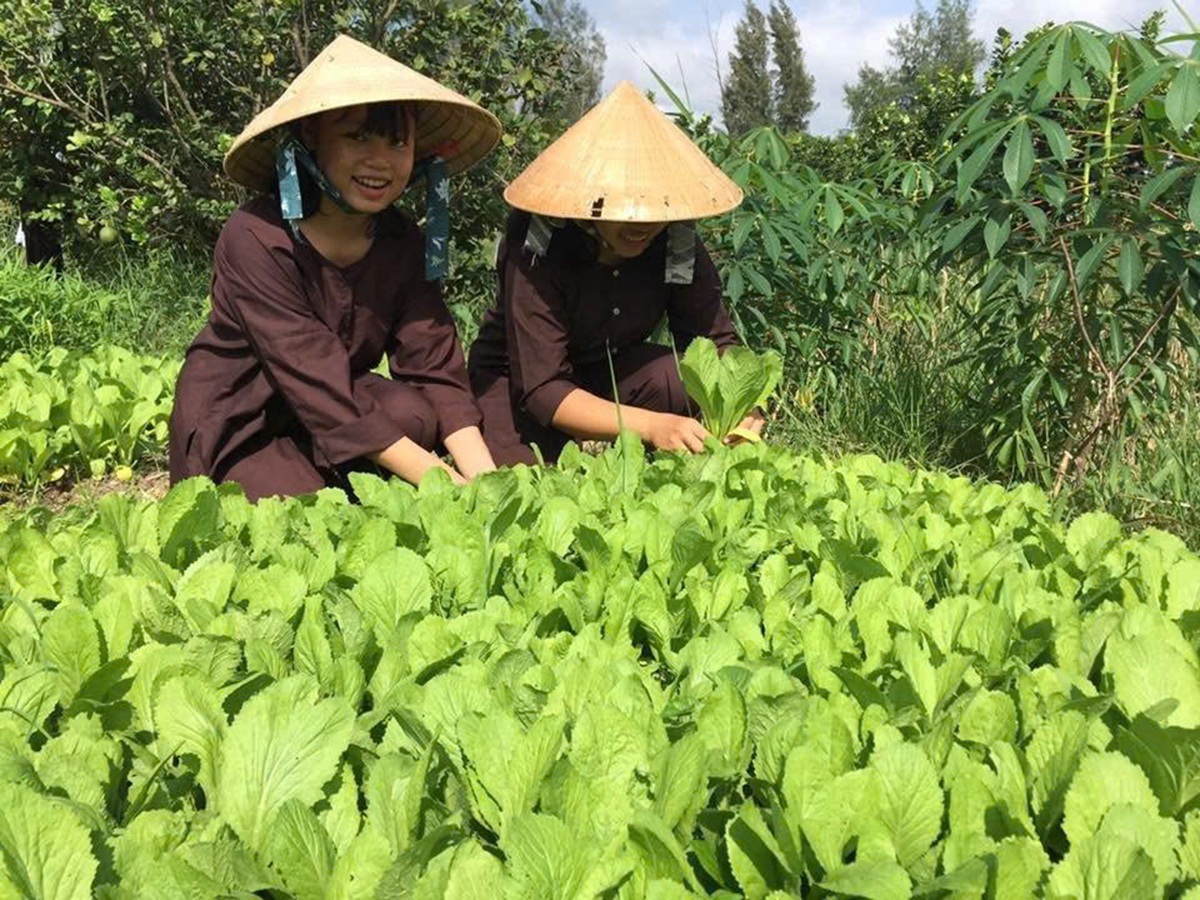mam xanh cua du lich khong phat thai o ben tre - 6
