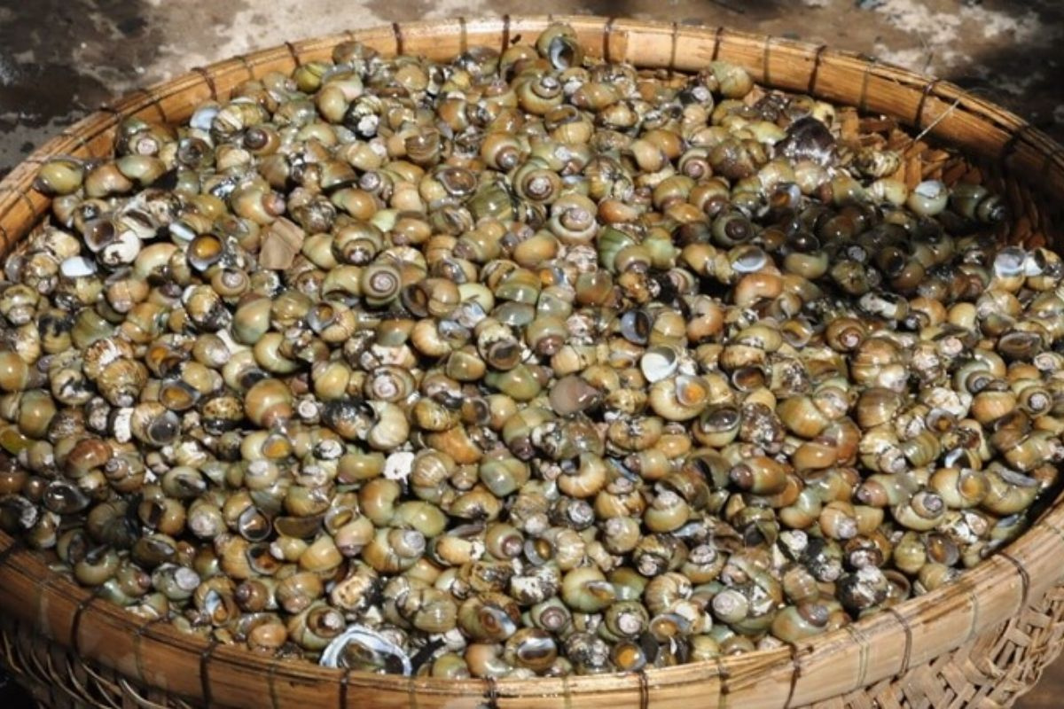 Khám phá Bến Tre: Ghé cồn Phú Đa thưởng thức ốc gạo - 2