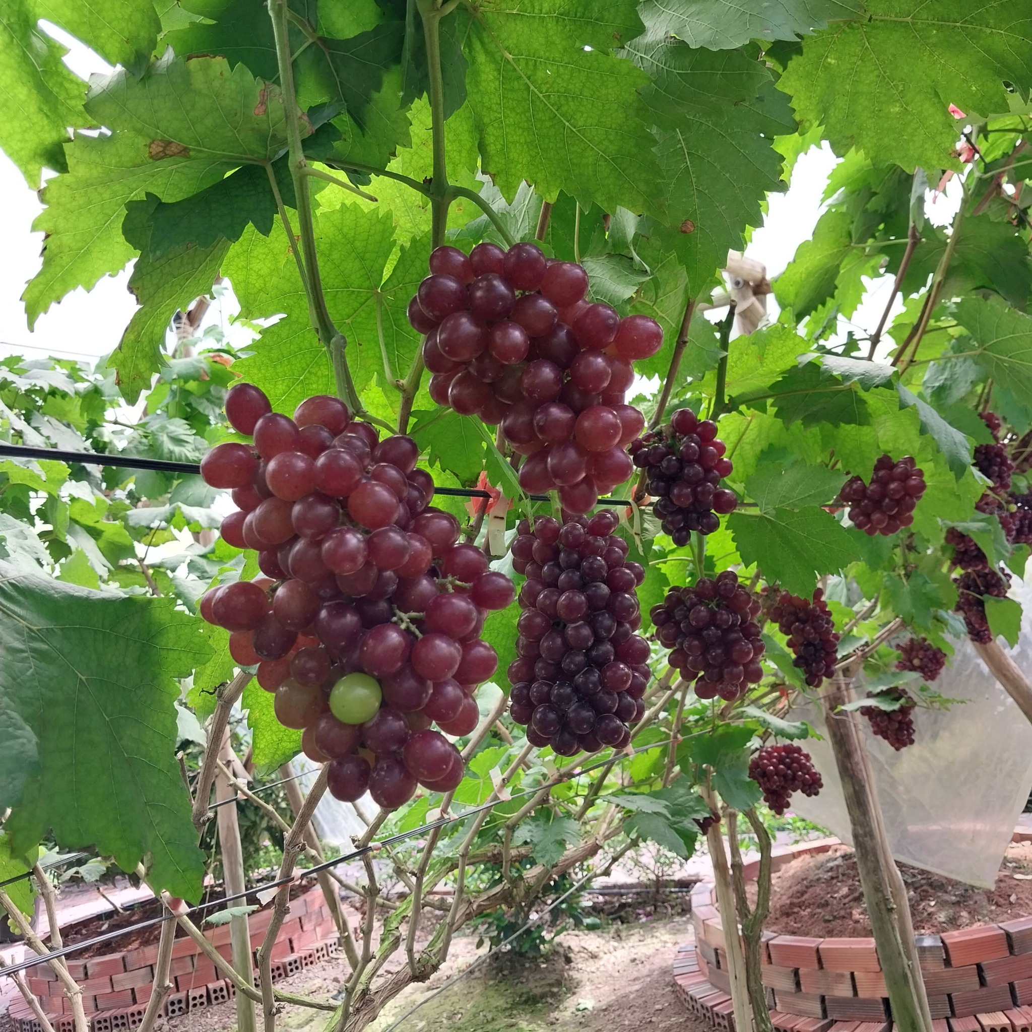 Cà Mau sau hợp nhất: Nhà nhà làm du lịch - 3