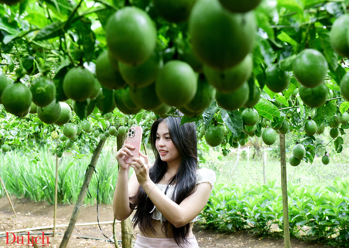 sau sap nhap, quang ngai dung truoc ‘thoi co vang’ phat trien du lich - 11