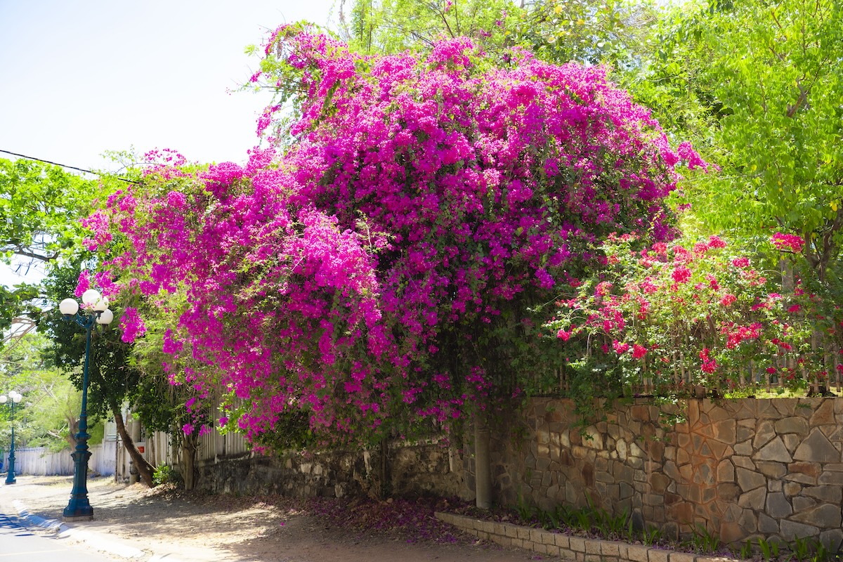 hoa giay no ro, nhieu cung duong tp.hcm tro thanh diem check-in - 3