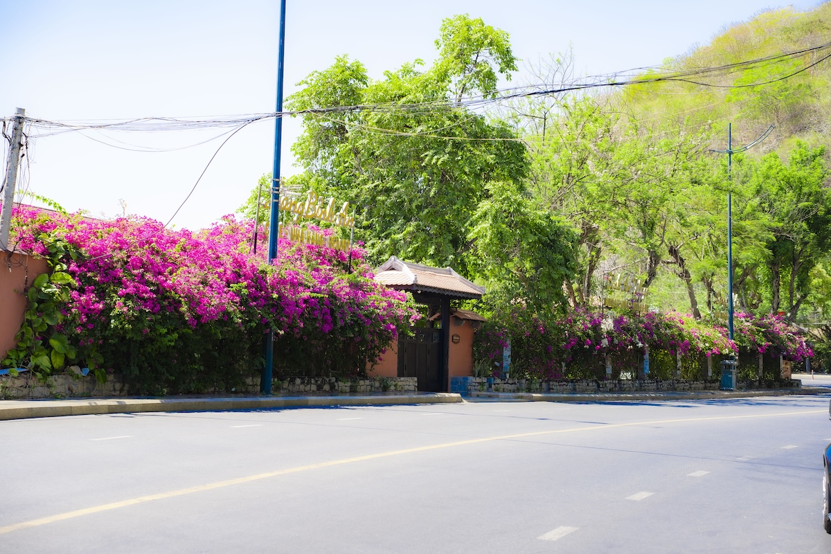 hoa giay no ro, nhieu cung duong tp.hcm tro thanh diem check-in - 1