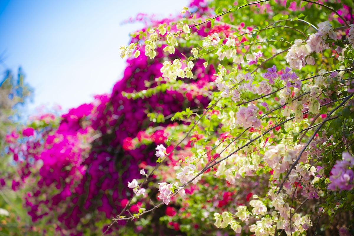 hoa giay no ro, nhieu cung duong tp.hcm tro thanh diem check-in - 2