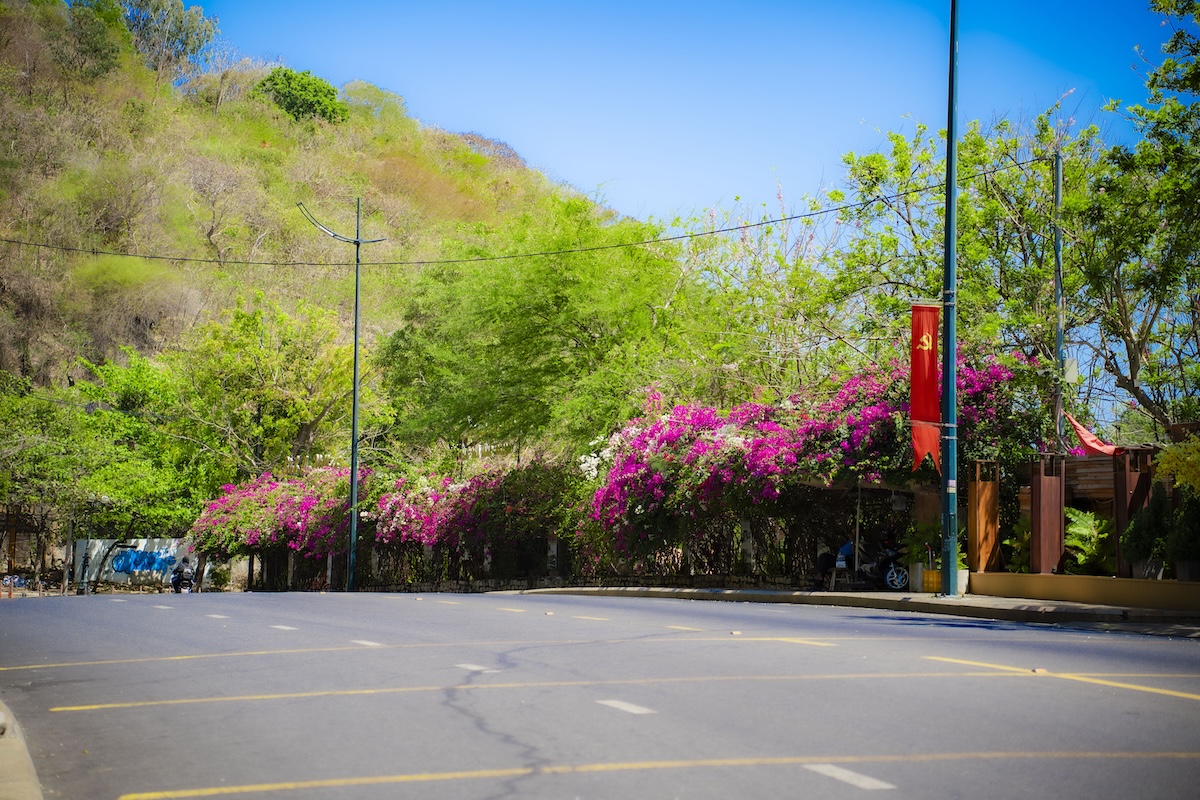 hoa giay no ro, nhieu cung duong tp.hcm tro thanh diem check-in - 5