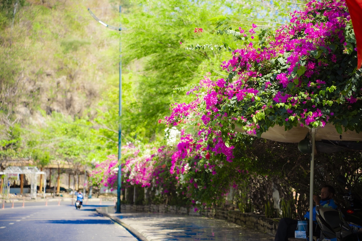 hoa giay no ro, nhieu cung duong tp.hcm tro thanh diem check-in - 7