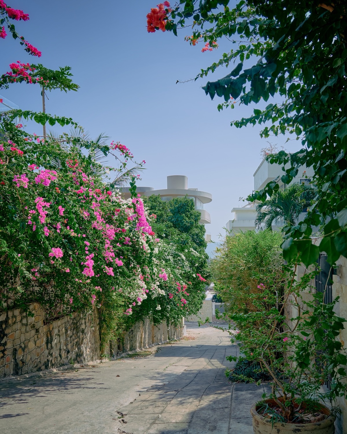 hoa giay no ro, nhieu cung duong tp.hcm tro thanh diem check-in - 9