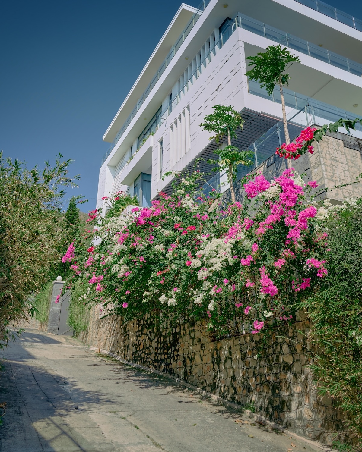 hoa giay no ro, nhieu cung duong tp.hcm tro thanh diem check-in - 11