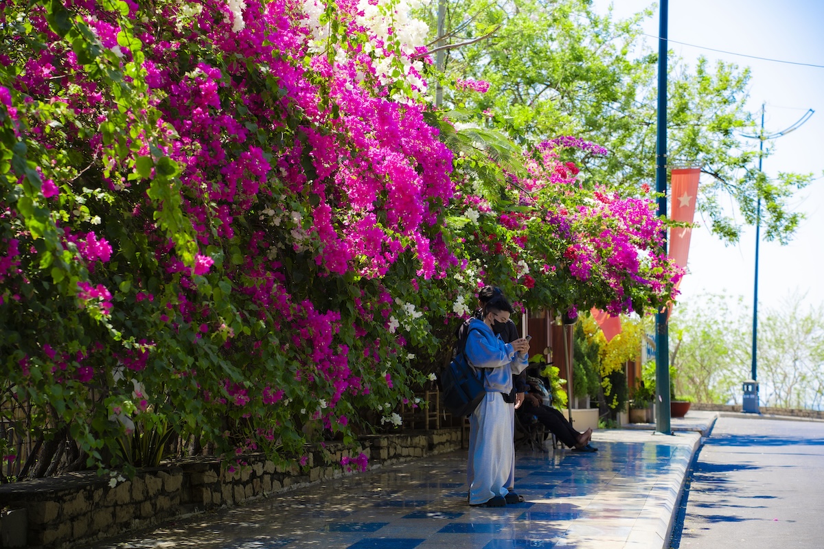 hoa giay no ro, nhieu cung duong tp.hcm tro thanh diem check-in - 12