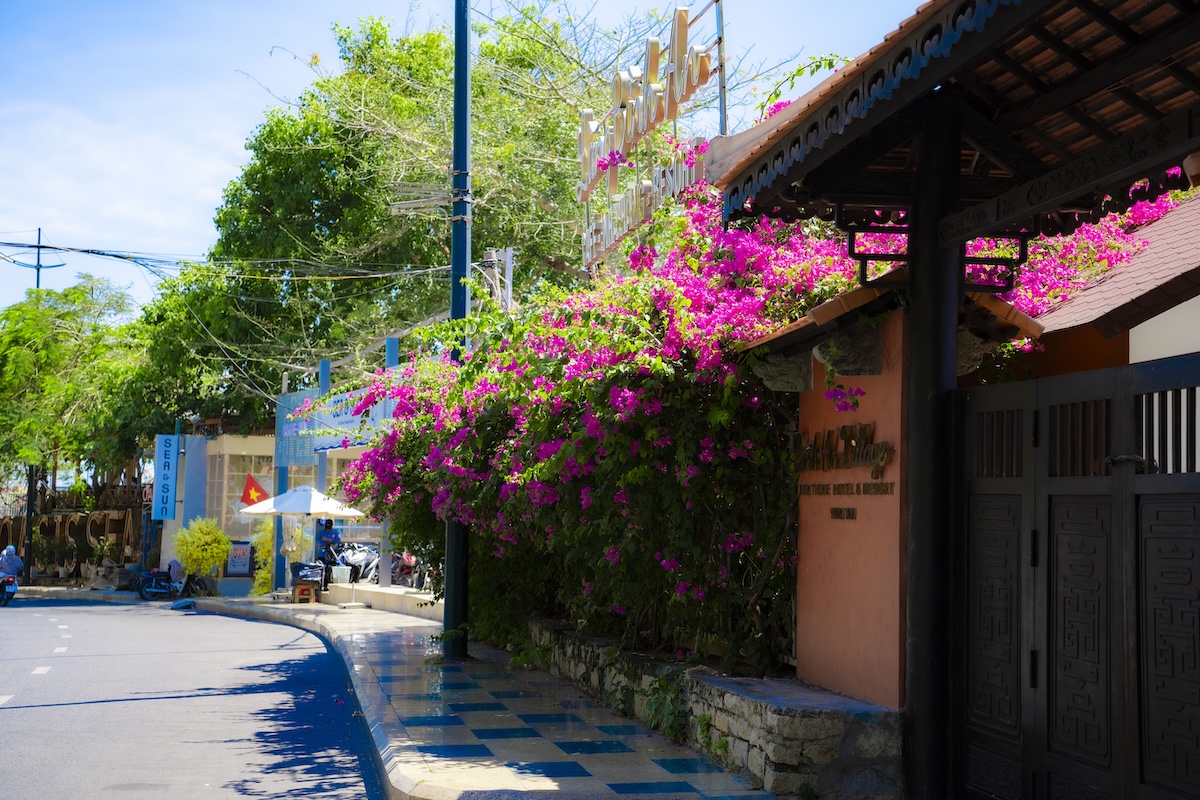 hoa giay no ro, nhieu cung duong tp.hcm tro thanh diem check-in - 14