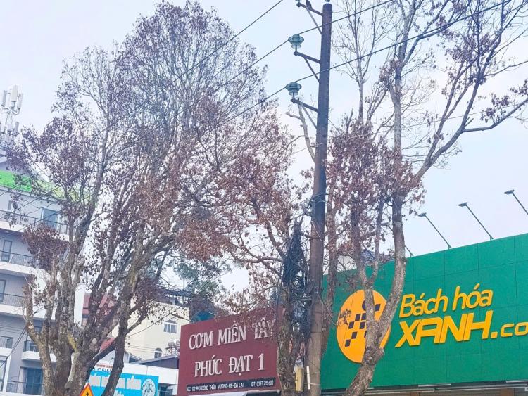 Xác định nguyên nhân loạt cây xanh ở Đà Lạt chết bất thường