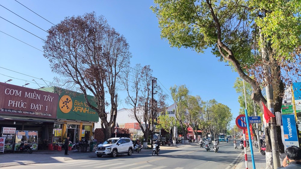 Nhiều cây xanh ở Đà Lạt bất ngờ chết khô - 1