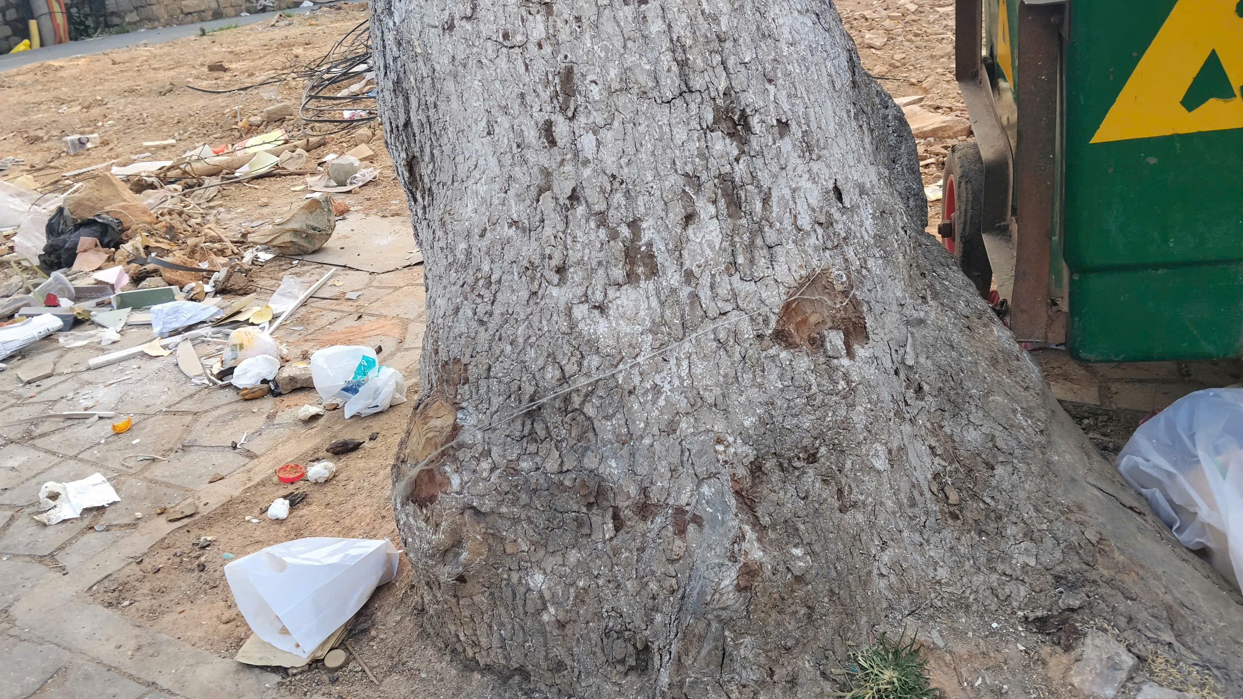 Nhiều cây xanh ở Đà Lạt bất ngờ chết khô - 2