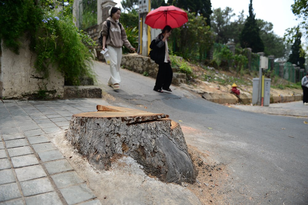 Nhiều cây xanh ở Đà Lạt bất ngờ chết khô - 4