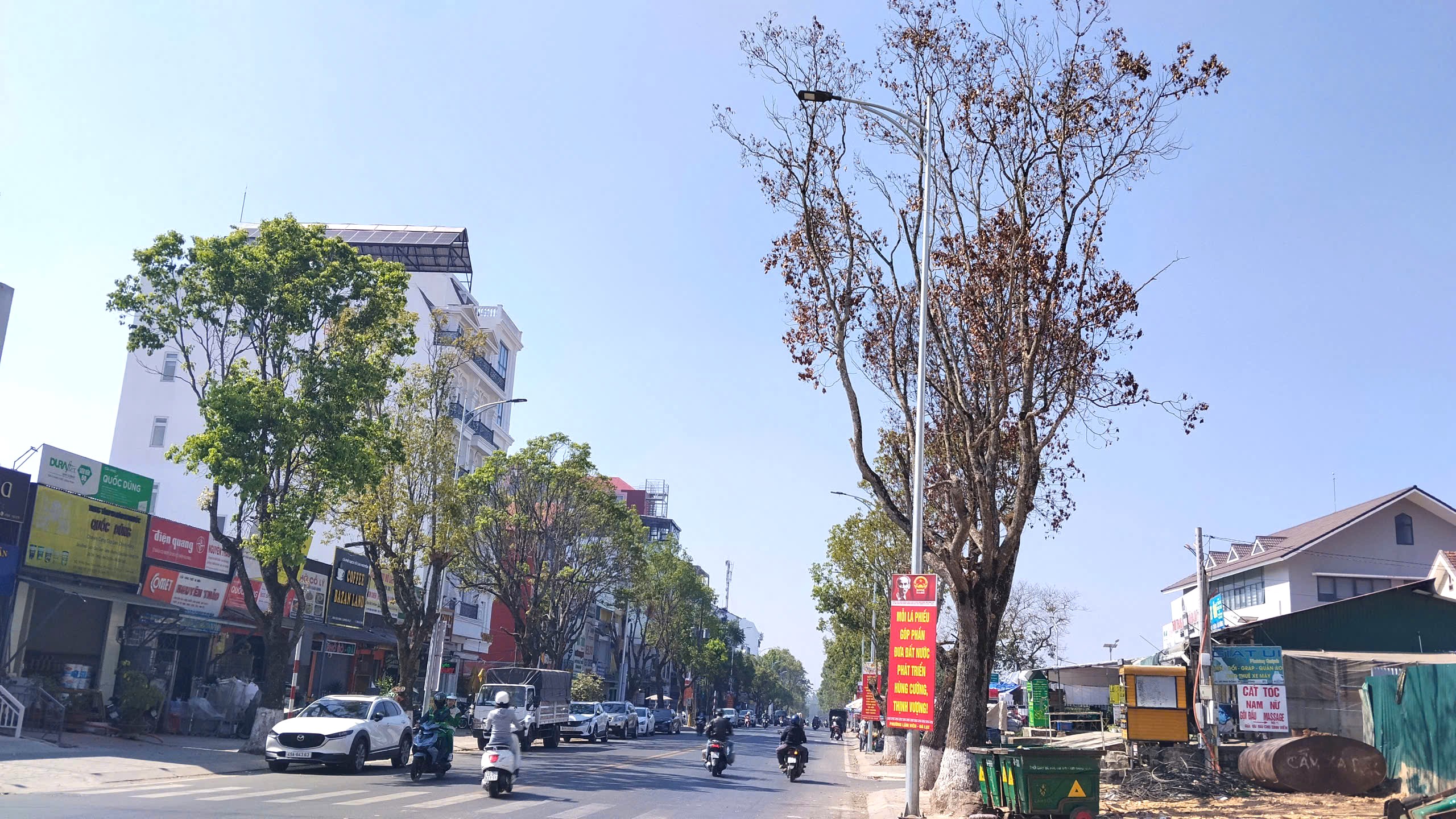 Nhiều cây xanh ở Đà Lạt bất ngờ chết khô - 5