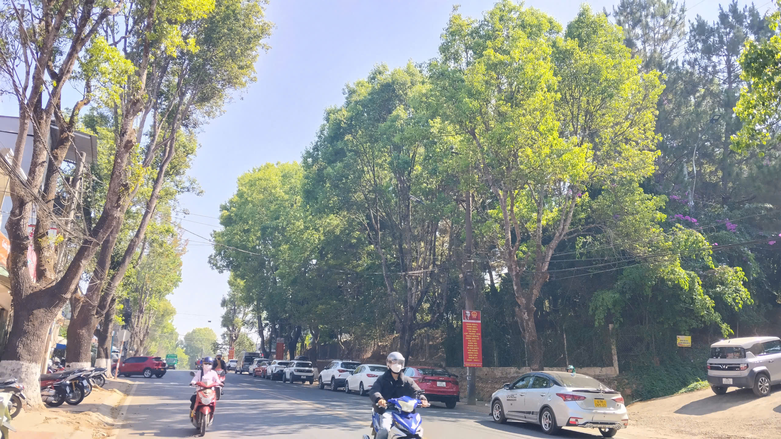 Nhiều cây xanh ở Đà Lạt bất ngờ chết khô - 6