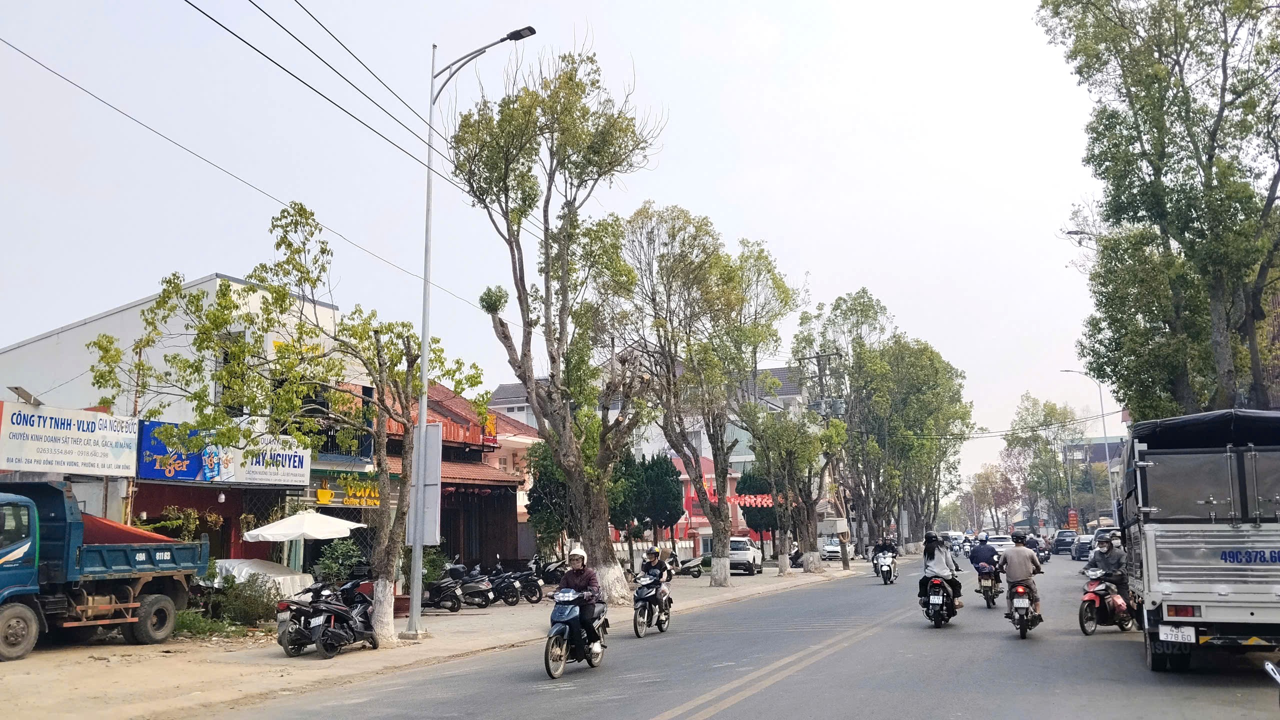 Nhiều cây xanh ở Đà Lạt bất ngờ chết khô - 3