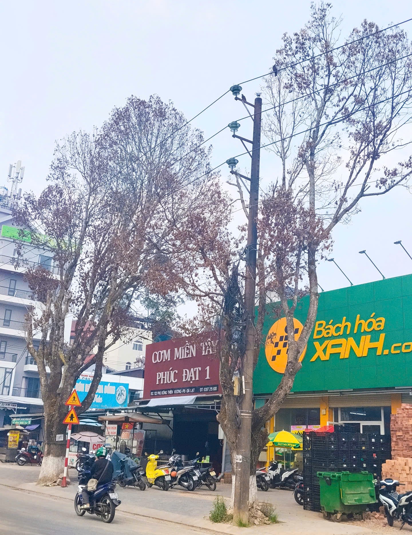 Xác định nguyên nhân loạt cây xanh ở Đà Lạt chết bất thường - 2