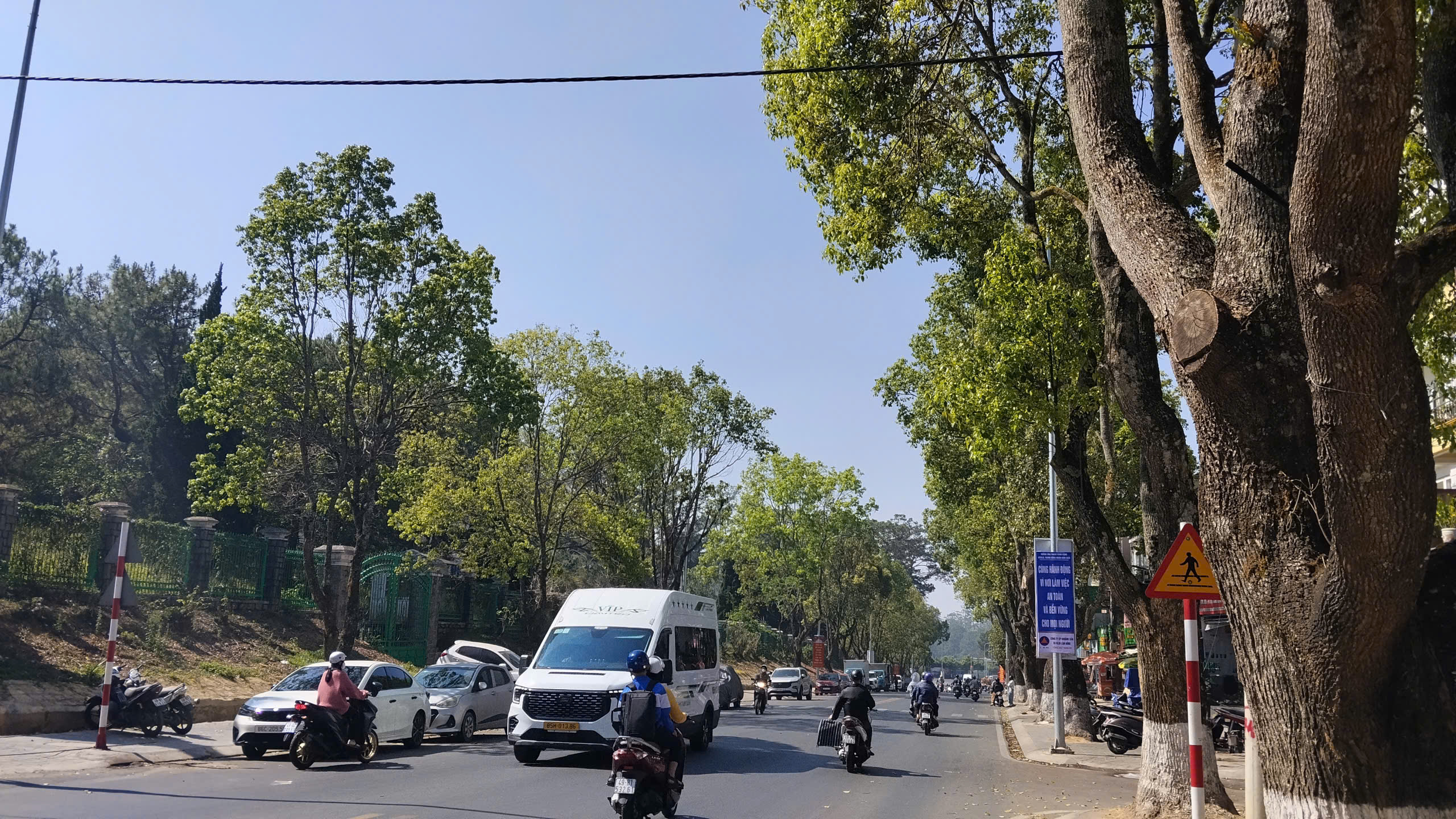 Xác định nguyên nhân loạt cây xanh ở Đà Lạt chết bất thường - 3