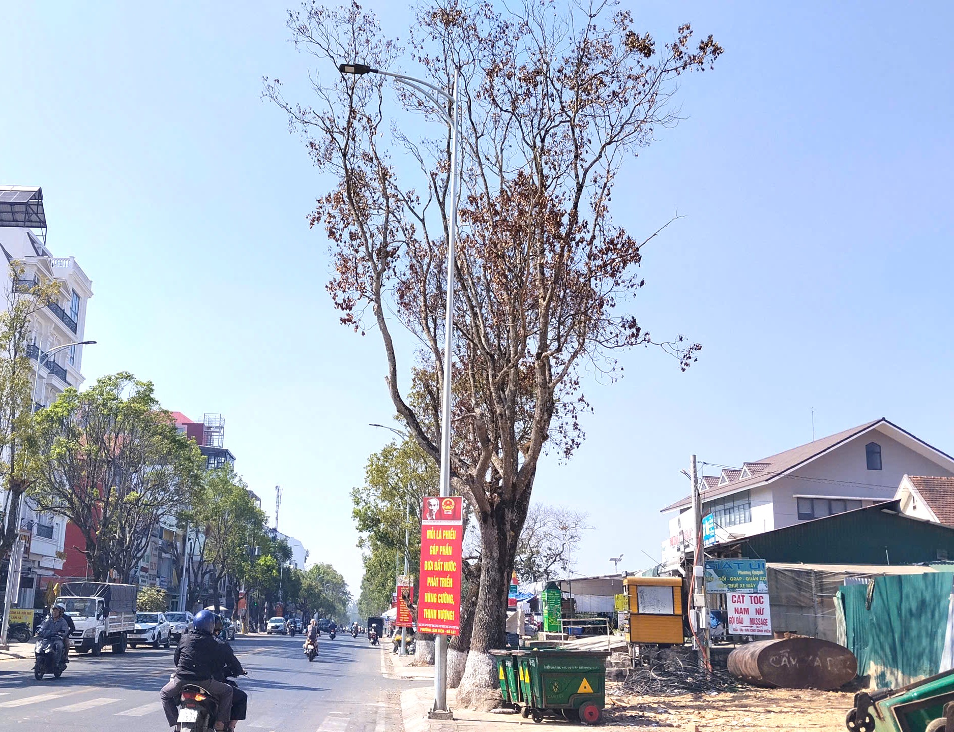 Xác định nguyên nhân loạt cây xanh ở Đà Lạt chết bất thường - 1