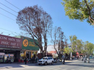 Nhiều cây xanh ở Đà Lạt bất ngờ chết khô