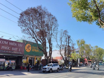  - Nhiều cây xanh ở Đà Lạt bất ngờ chết khô