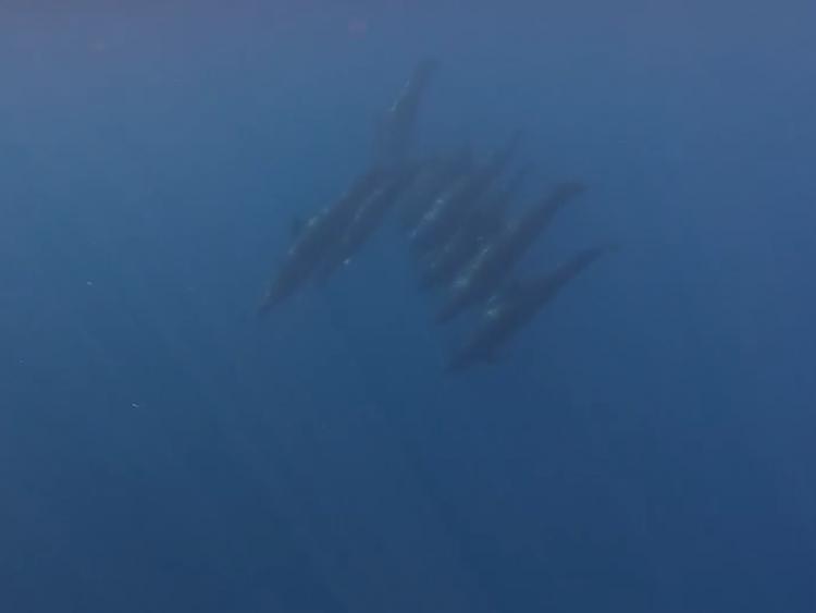 Xuất hiện đàn cá voi gần 100 con bơi lội tung tăng ở vùng biển Lâm Đồng